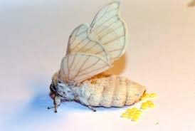 BUSCOCARPINTERO Gusanos DE Seda (50)