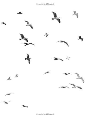 JOHNATHON LIVINGSTON SEAGULL - image 2