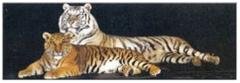 Buyartforless Bengal Tigers 62x21 Door Poster Art Print Wildlife