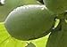 Pawpaw fruit tree seedling Northern Hardy Exotic edible banana taste LIVE PLANT