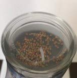 Santa Muerte Asunto de Ley Fixed Candle