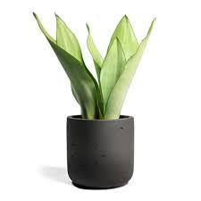 See full amazon price history chart for Plantsden Snake Plant Moonshine in 6-Inch Pot - Air-Purifying, Low Maintenance Indoor Plant with Silvery-Green Leaves Plantsden Snake Plant Moonshine in 6-Inch Pot - Air-Purifying, Low Maintenance Indoor Plant with Silvery-Green Leaves (B0CSZ5S9L4) Amazon Price History, Amazon Price Tracker