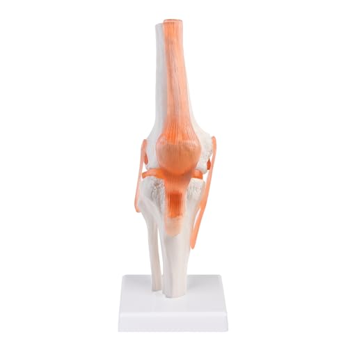 Modèle d'articulation du genou anatomique, taille réelle 1:1, articulation du genou humaine pour l'apprentissage médical et l'enseignement