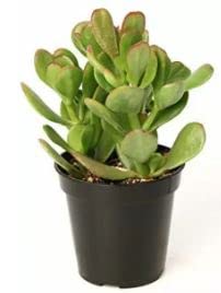Nature Crassula Jade Plant Feng Shui Good Luck Ovata Succelent Big Leaf with Black Pot and Free Fertilizer (Crassula Jade Plant 1) (B0B428Z5YF) Amazon Price History, Amazon Price Tracker