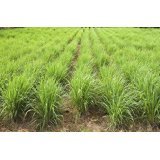 Lemongrass Plant-2 Containers Daylily Nursery