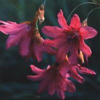 Just SeedFlower - Dierama Igneum - 10 Seeds