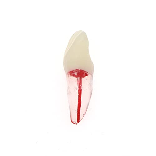Debksgeoti DETESI-20230331-M8007 5Pcs Dental Root Canal Pulp Cavity Teeth Model Endodontic Practice Rct Typodont M8007 11# 14# 16# 21# 33# 34# 35# 36# 44# 45# Practicing Study Teach thumb #3