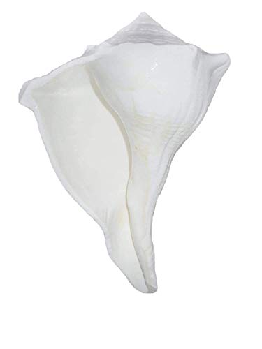 Indian Dakshinavarti shankh, Natural Pooja Dakshinavarti Shankh Big Size / दक्षिणावर्ती शंख / dakshinavarti shankh and Natural Size-6 inch by Indian Collectible