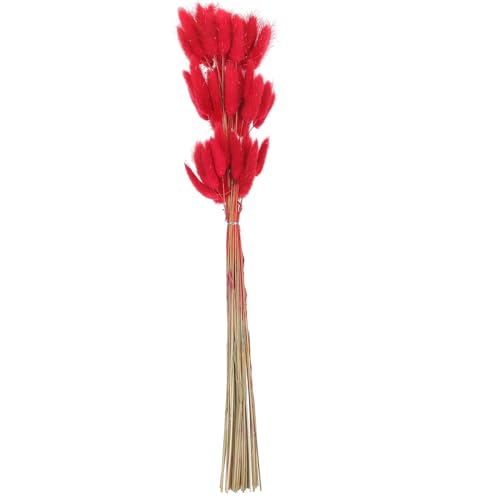 Natural Dried Bunny Tail Grass 60 Stems Dark Red miniatura 1