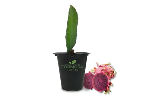 Edgar's Baby Dragon Fruit - 1 Live Plant in a