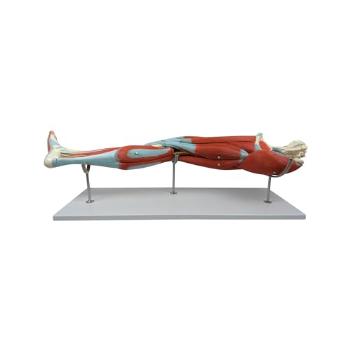 Axis Scientific Muscle Model - Detailed Human Leg Muscle Anatomy Model for Educational Institutions, Hand Painted, Visible Arteries, Nerves, Bones, Veins - Removable Muscles with Full Color Manual