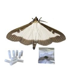 How to get rid of box moth How to get rid of box moth