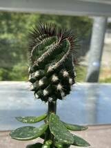 Amazon.co.jp: 超珍品 コピアポア 螺旋ブリドゲシィ（舞竜丸） 検