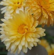 Calendula officinalis Pacific Beauty Apricot 300 Seeds+4" Free Plant Label - NPWS