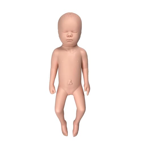 Modèle anatomique de pelvis féminin pour démonstrations en cours de sciences - 5