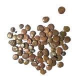 Generic Seeds Khair, Acacia Catechu (Qg) (Brown_32. 4X22. 9X5 Cm) (B07L985BHQ) Amazon Price History, Amazon Price Tracker