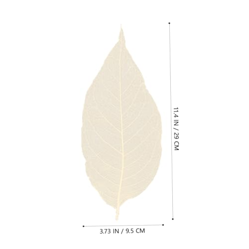 Hojas esqueletizadas naturales para manualidades y decoración miniatura 2