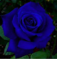 Generic Navy Blue Rose Seeds
