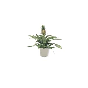 Ananas Comosus Ananas Boom – Ananasplant in grijze pot – echte ananas – anti-snurkplant – onderhoudsvriendelijk – zeer…