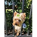 FenceMate No Escape Dog Harness - to Keep Small Pets Safe from Escaping Through Fence Slats Patented Harness W/Balls Attached - Keep Dogs Safe - Size Measured by Girth (Extra Small)