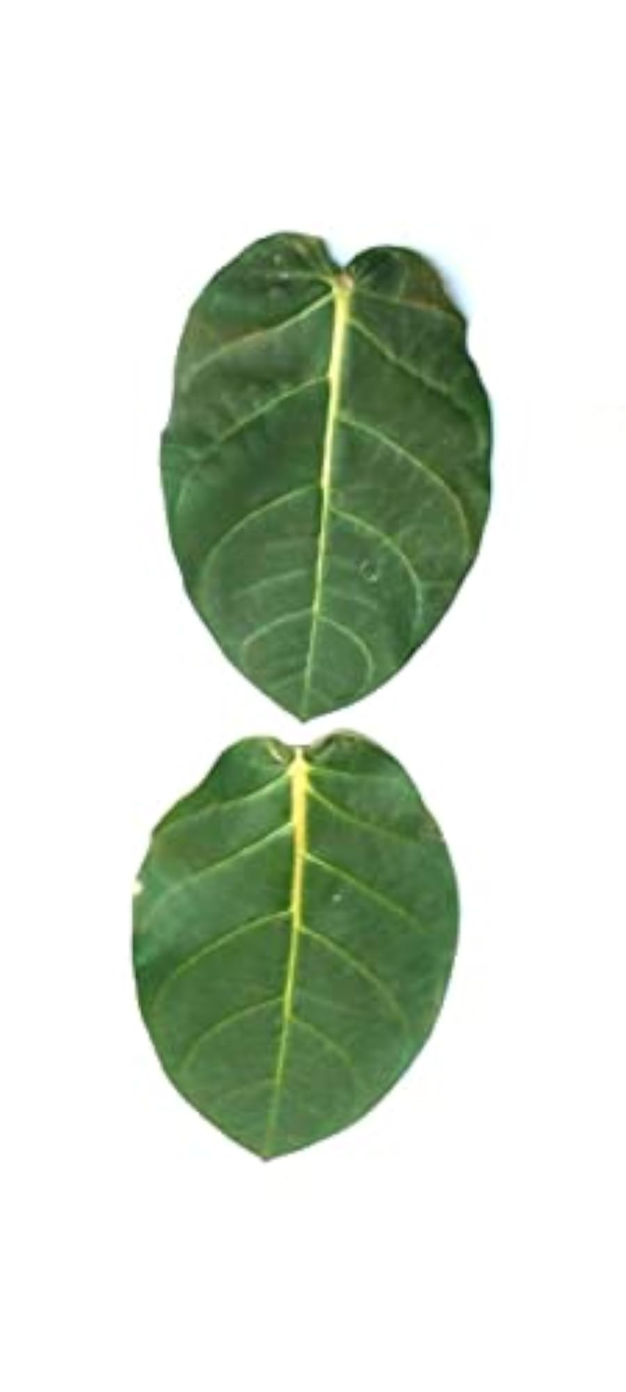 Organic Madar Leaves - Pure & Natural