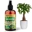 MONEY TREE Plants Superfood