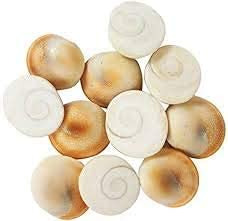 SAMRIDHICreation Original Gomati Chakra for Lakshmi Pooja, Wealth, Luck, Astrology (25)