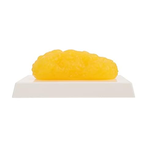 iplusmile Human Body Fat, 1 Pound Keep Fit Weight Loss Motivation Reminder Human Fatty Tissue Demonstration Model for Nutritionist Science Course Medical Student Cover