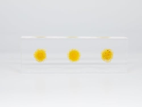 [3色からお選びください]お花を閉じ込めたアクリル置物 ヘリクリサム f-ofjet (イエロー)