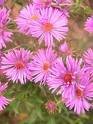 100 Pink New England Aster Aster Novae VAR Angliae Flower Seeds