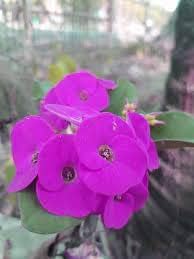 New 50pcs Euphorbia Milii Flower Seeds Purple Generic