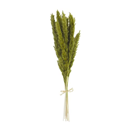 Mud Pie Preserved Pampas Stems, Green