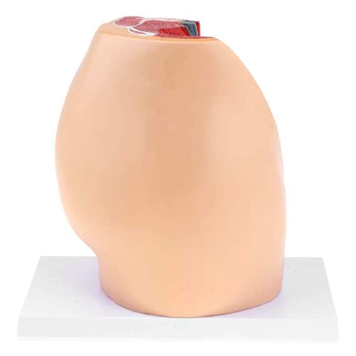 Modèle anatomique de bassin féminin pour formation médicale - 6