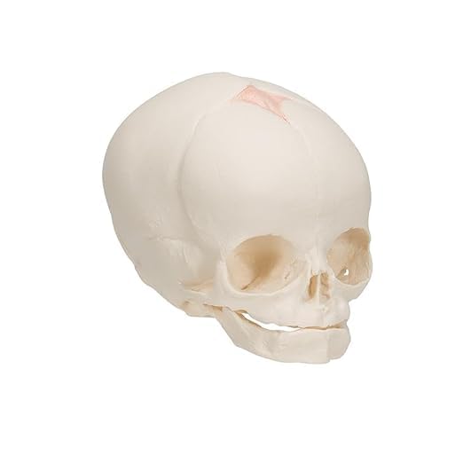 Khanna Traders Life-size Fetal Skull Model | Human Fetus Anatomical Model in the 30th Week of Pregnancy | With Detailed Study Guide| (B0CQNH6VQV) Amazon Price History, Amazon Price Tracker