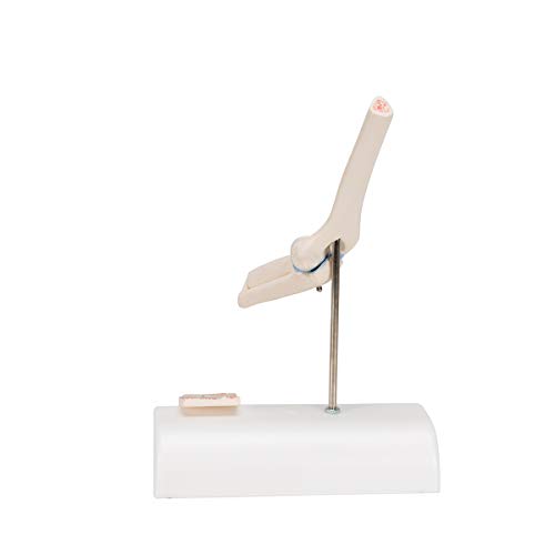 Image of 3B Scientific A87 /1 Mini Elbow Joint w /cross sec of bone on base - 3B Smart Anatomy