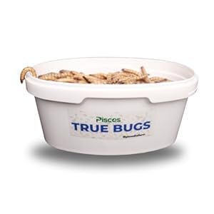 True Bugs Live SUPERWORMS 100 Pcs Pets Food All Life Stages Aquarium Fishes Like Arowana, Flowerhorn, Oscar, Birds, Reptile, Monkey and Other Pets with High Protein Natural Supplement for (B0DGLC6QY3) Amazon Price History, Amazon Price Tracker