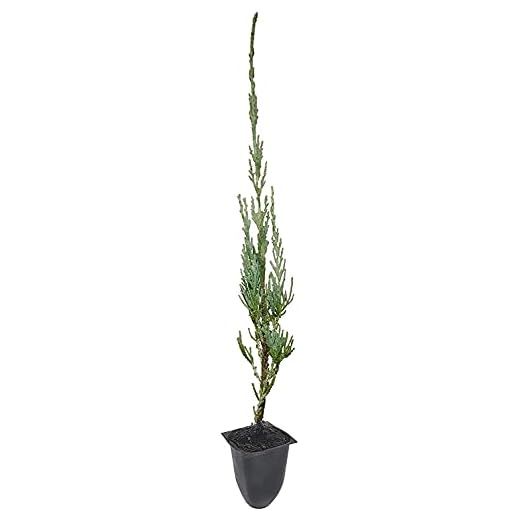 Rocky Mountain Juniper (Juniperus scopulorum) 15 Skyrocket Juniper - 10 Live Plants - Juniperus Scopulorum