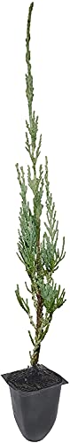 Skyrocket Juniper Juniperus Scopulorum - 30 Live Evergreen Trees