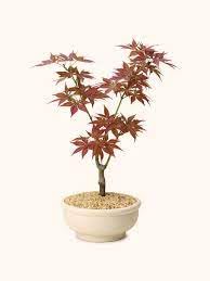 Lifestyle Stuff Live Red Maple Tree Plant/Live Red maple/red maple plant/japanese red maple live plant / (B0DD5DYFGN) Amazon Price History, Amazon Price Tracker