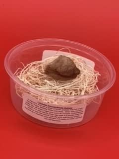 Praying Mantis 5 Egg Cases 500 - 2,000 Babies + Hirt's Hatching Habitat
