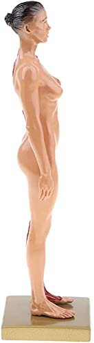 Image of BONEW 30CM Male and Female Resin Human Anatomical Anatomy Skull Head Body Model Muscle Bone Model Medical Lab Reference Model Red (Female)