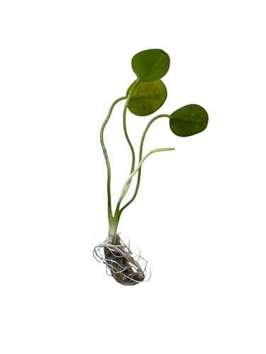 Golden Water Poppies (Hydrocleys Nymphoides) - Easy Live Pond Plants