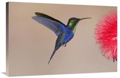 24 x 36 in. Violet-Crowned Woodnymph Hummingbird Male Feeding on Flower Nectar, Costa Rica Art Print - Steve Gettle