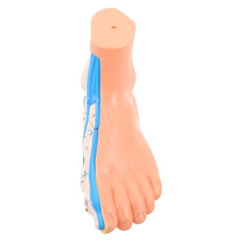 Modèle anatomique de pied pour cours d'anatomie et physiothérapie