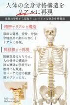 Amazon.co.jp: 等身大 人体模型 170cm 神経根有り 全身骨格模型 骨格