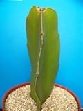 Dragon Fruit Pitaya Exotic Cactus Collection Cacti Edible Good eat Plant 4' Pot
