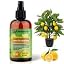 LEMON TREE Plants Superfood