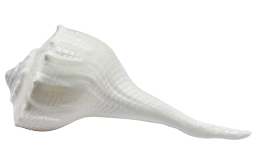 Image of Certified Dakshinavarti Shankh Original - 2 Inches Large Sankha for Puja Shell for Rituals and Decor - Authentic Dakshinavarti Shankh for Sacred Ceremonies Conch Sea Shell