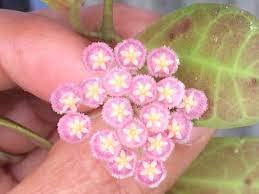 Image of greEen Earth Hoya Rebeca Small Plant ONE Piece