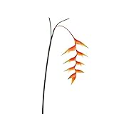 heliconia amazon river lodge EINSATZBEREICH: Ob für den Einsatz im Eingangs- und Foyer-Bereichen, in Ihrem Handel im Schaufenster, auf Messen & Events und Veranstaltungen im Innenbereich, im Wohnzimmer, Büro, Gartendekorationsarrangements, oder einfach nur für den privaten Gebrauch - die Einsatzmöglichkeiten sind mit der Kunstblume fast unbegrenzt und erzielen eine wirkungsvolle Optik.